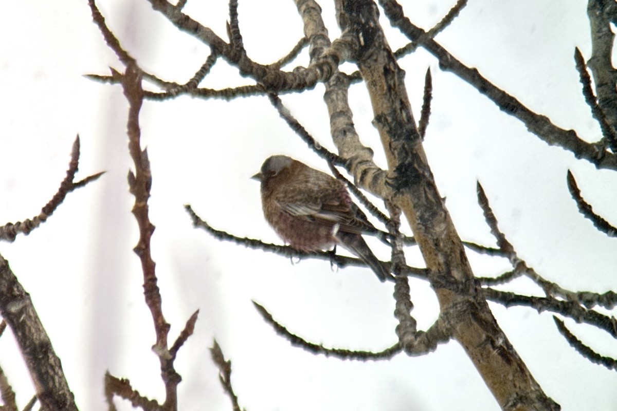 Gray-crowned Rosy-Finch (Gray-crowned) - Sulli Gibson