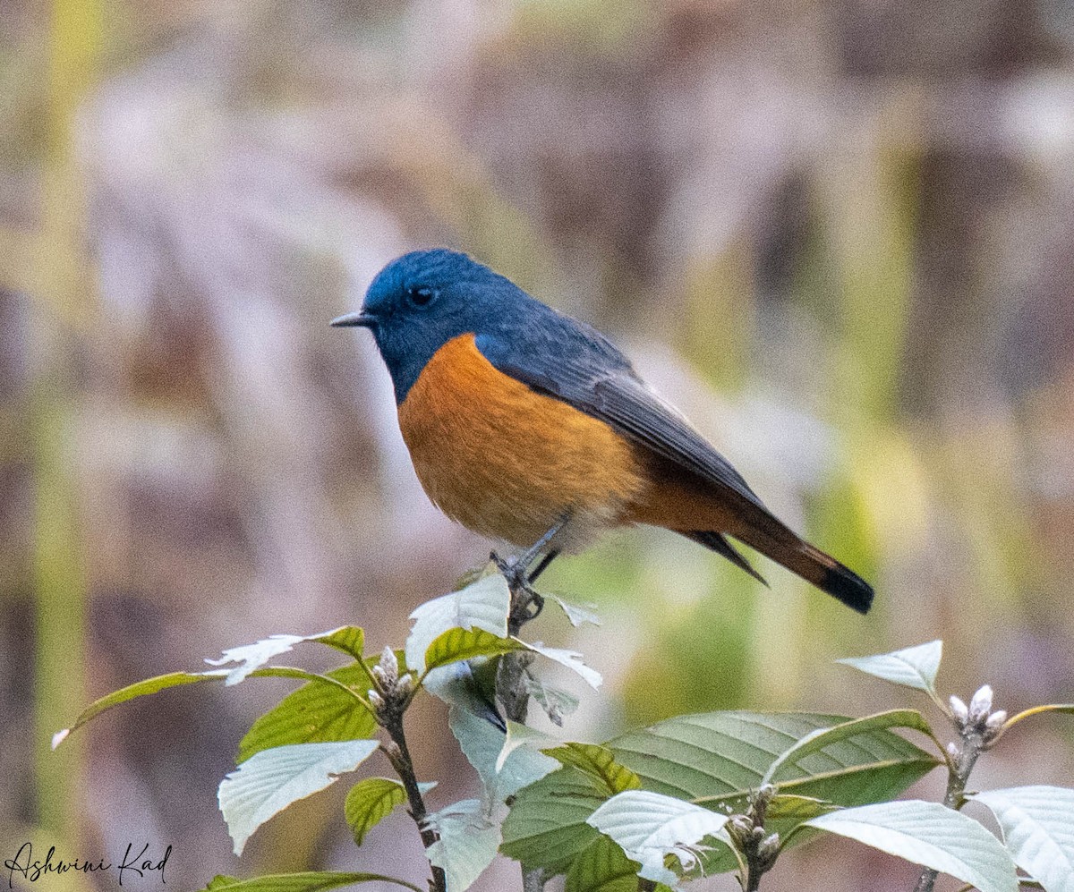 Blue-fronted Redstart - ML616196649