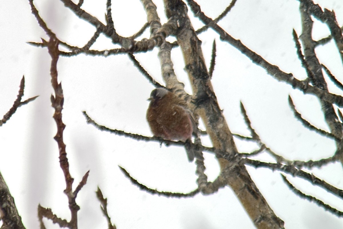 Gray-crowned Rosy-Finch (Gray-crowned) - Sulli Gibson