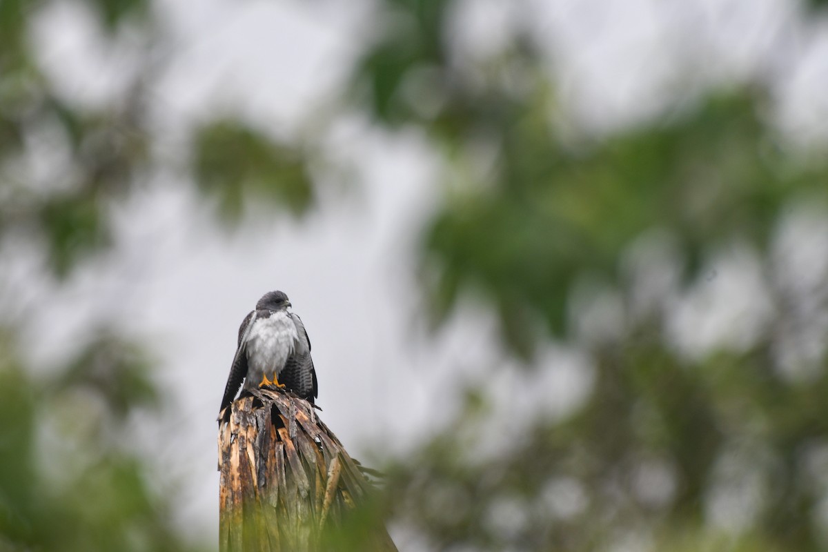 White-tailed Hawk - ML616196655