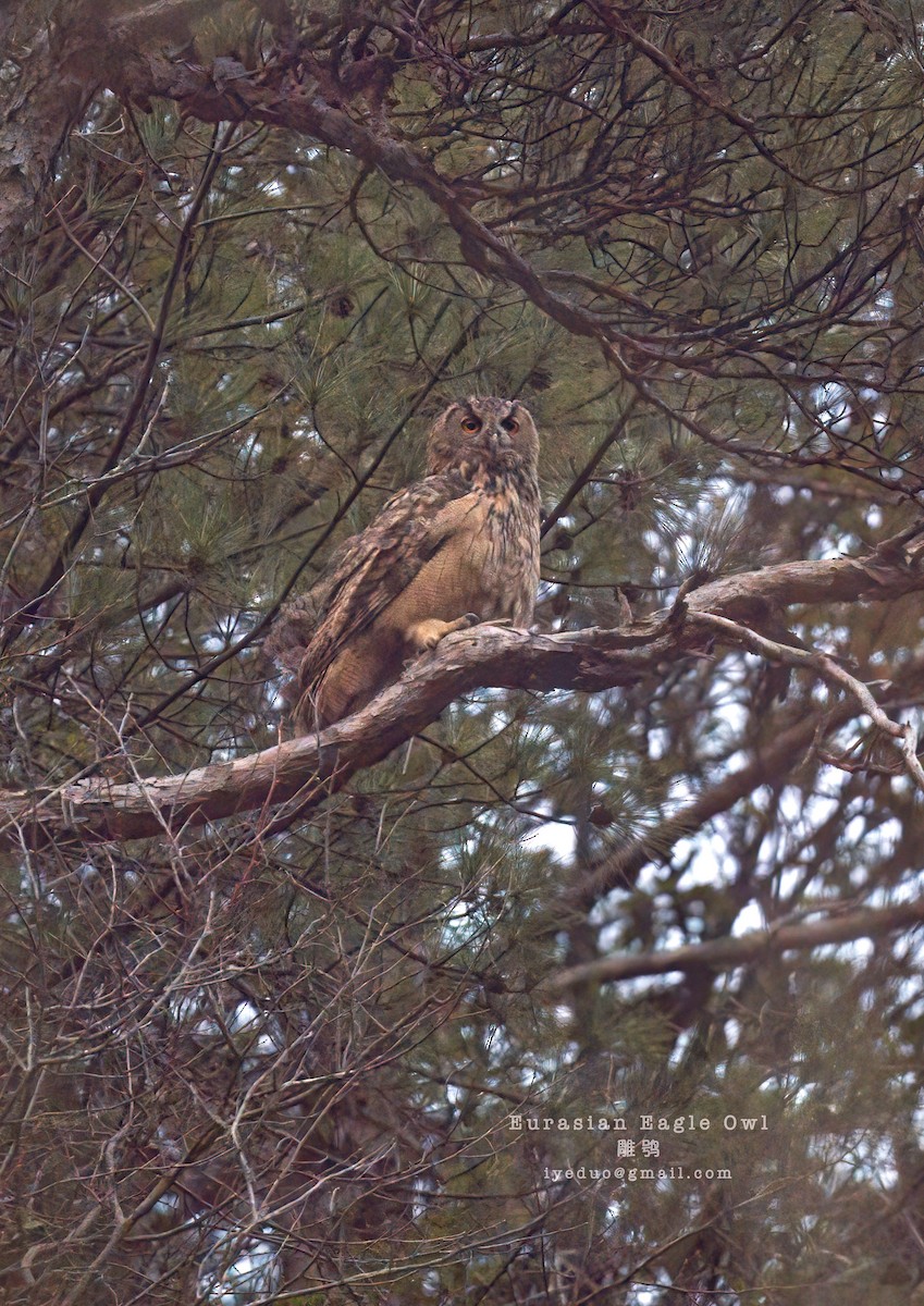 Eurasian Eagle-Owl - ML616196702