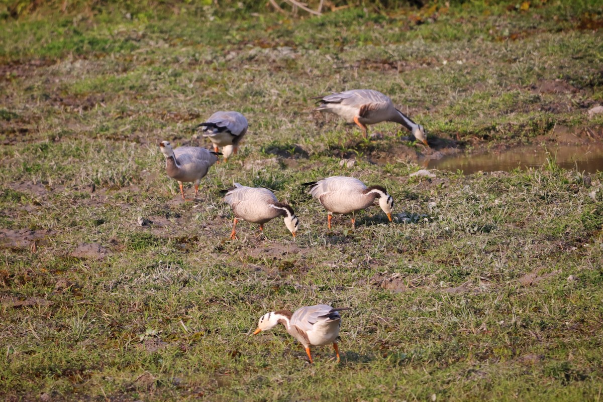 Bar-headed Goose - Rupam Das