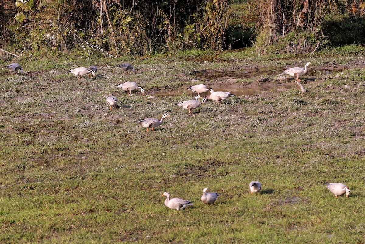 Bar-headed Goose - Rupam Das