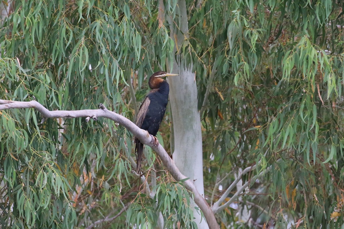 Anhinga Australiana - ML616196794