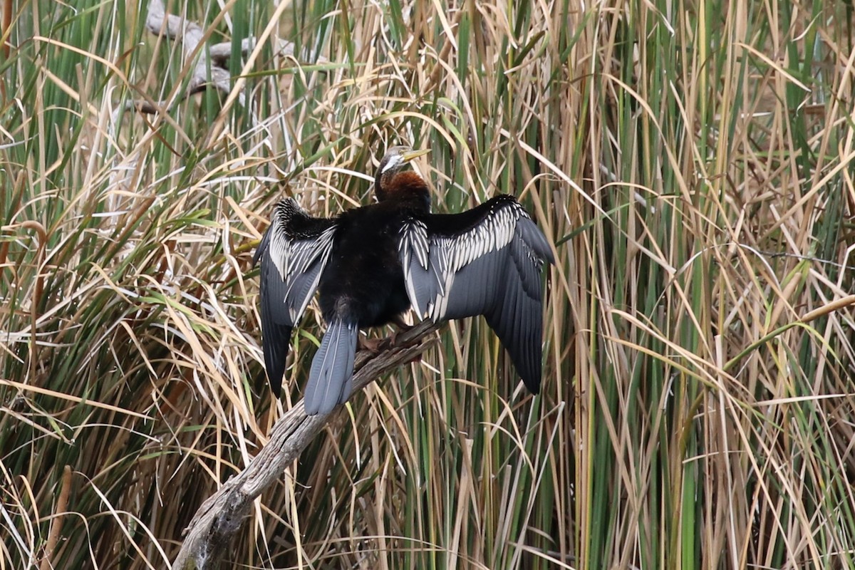 Anhinga d'Australie - ML616196796