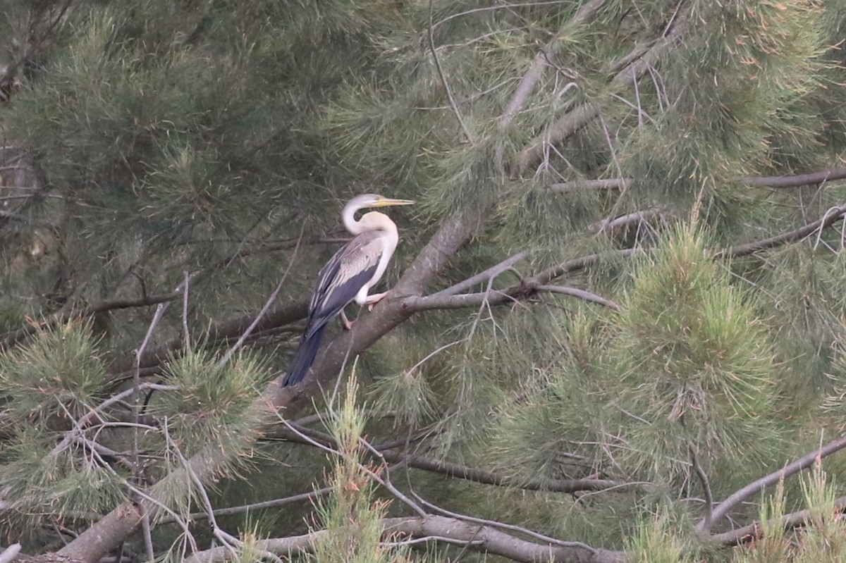 Australasian Darter - ML616196797