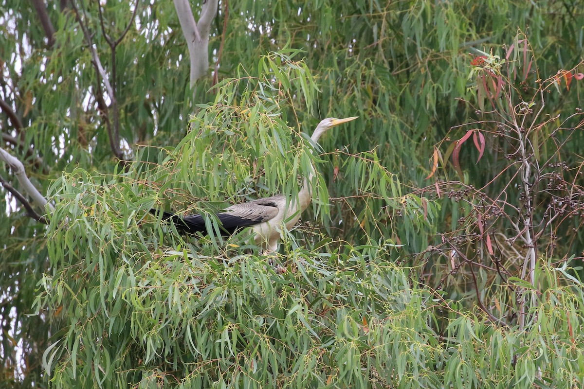 Austral-Schlangenhalsvogel - ML616196798