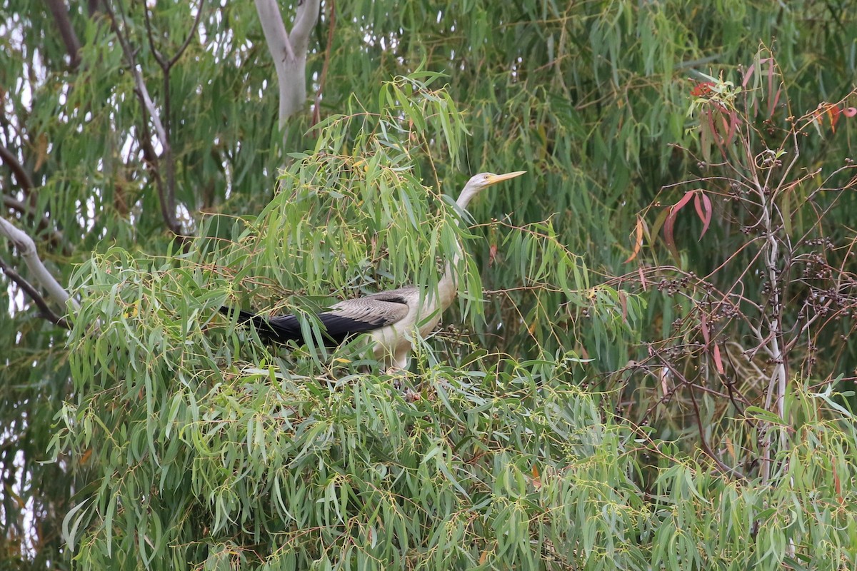 anhinga australská - ML616196798