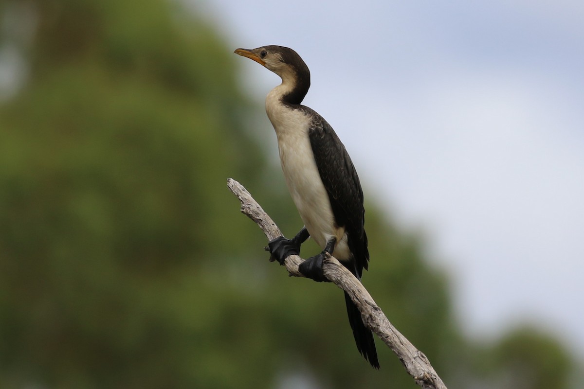 Little Pied Cormorant - ML616196799