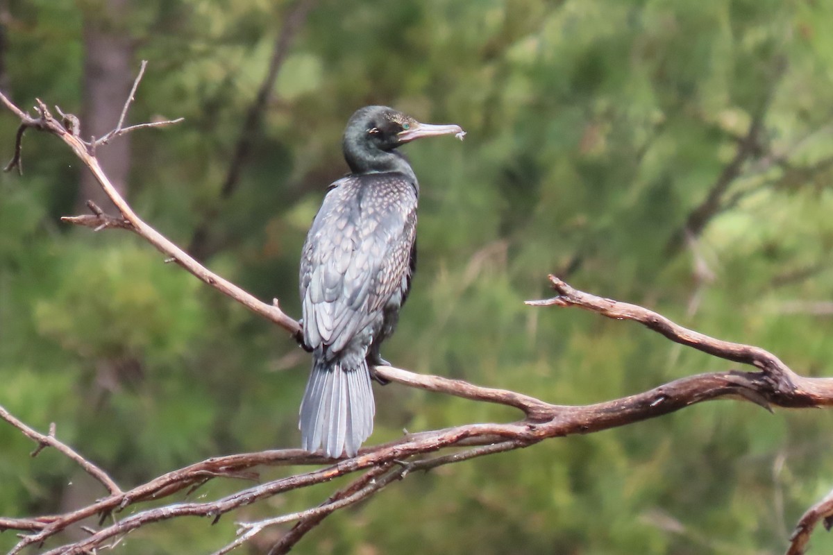 Little Black Cormorant - Deb & Rod R