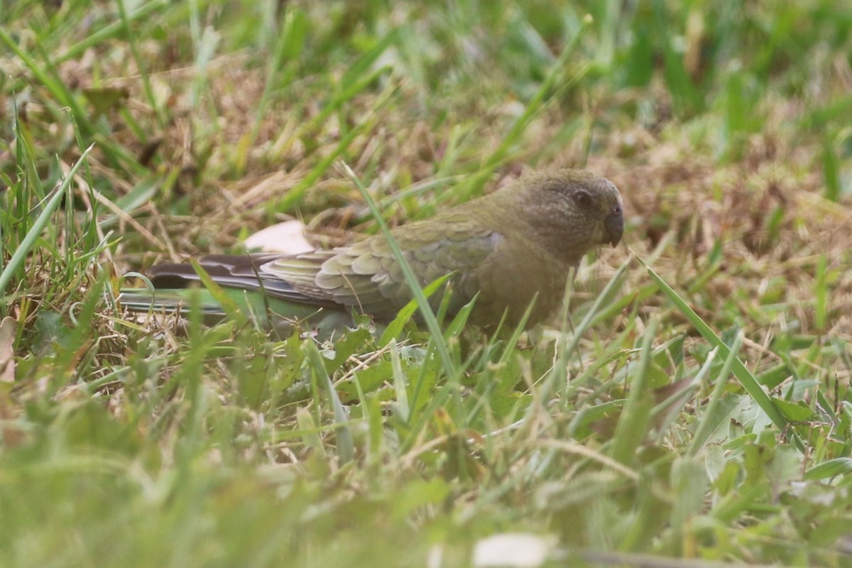 Red-rumped Parrot - ML616196804