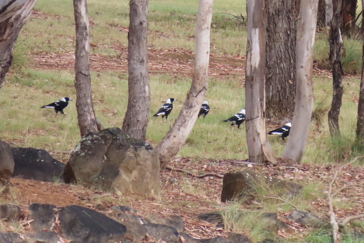 Australian Magpie - ML616196807