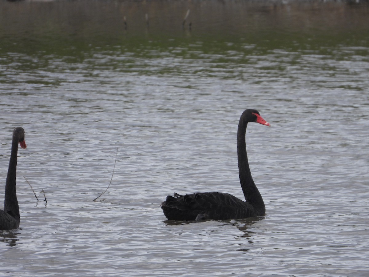 Black Swan - ML616196823