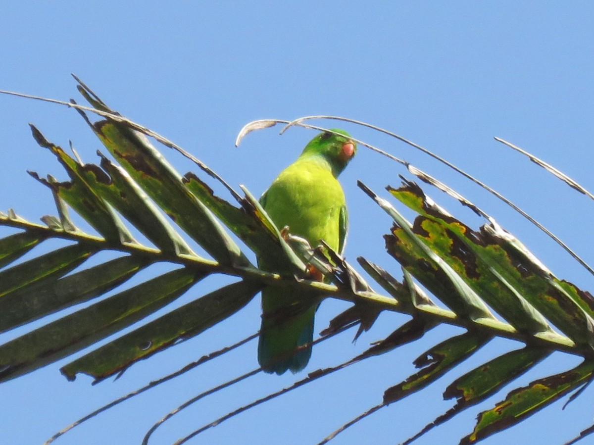 Vernal Hanging-Parrot - ML616196827