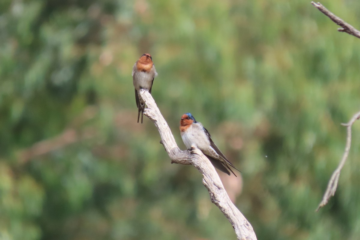 Welcome Swallow - Deb & Rod R