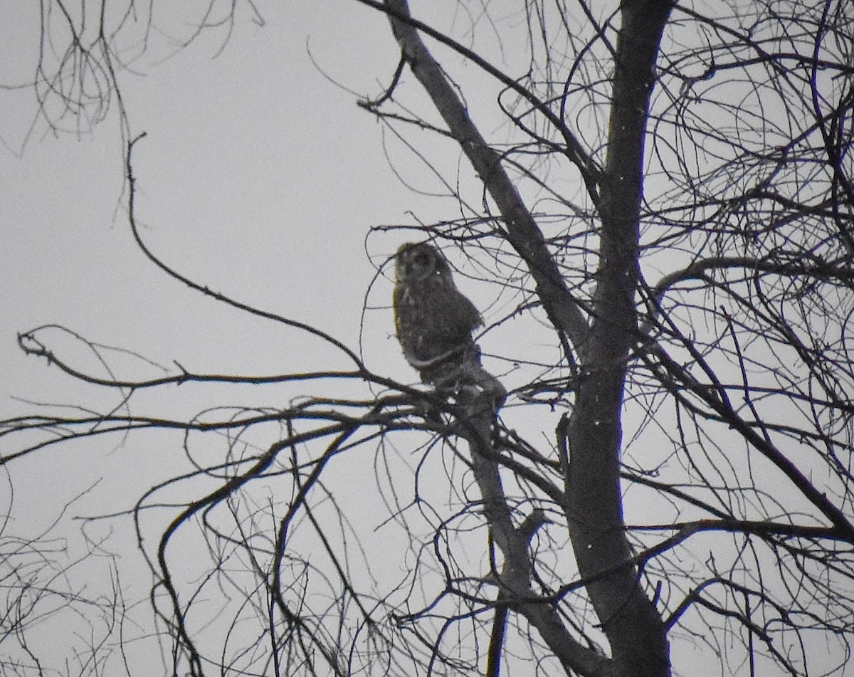 Short-eared Owl - ML616196867