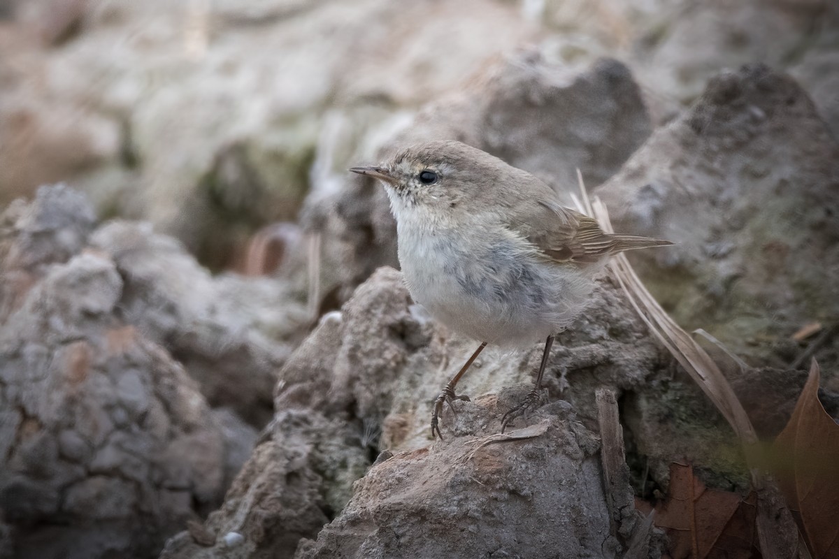 Common Chiffchaff (Siberian) - Marc Cutrina