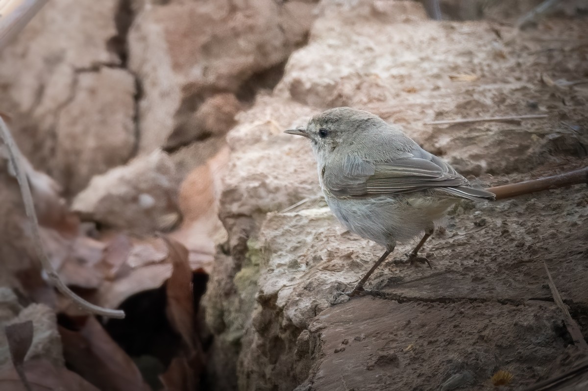 Common Chiffchaff (Siberian) - ML616196898