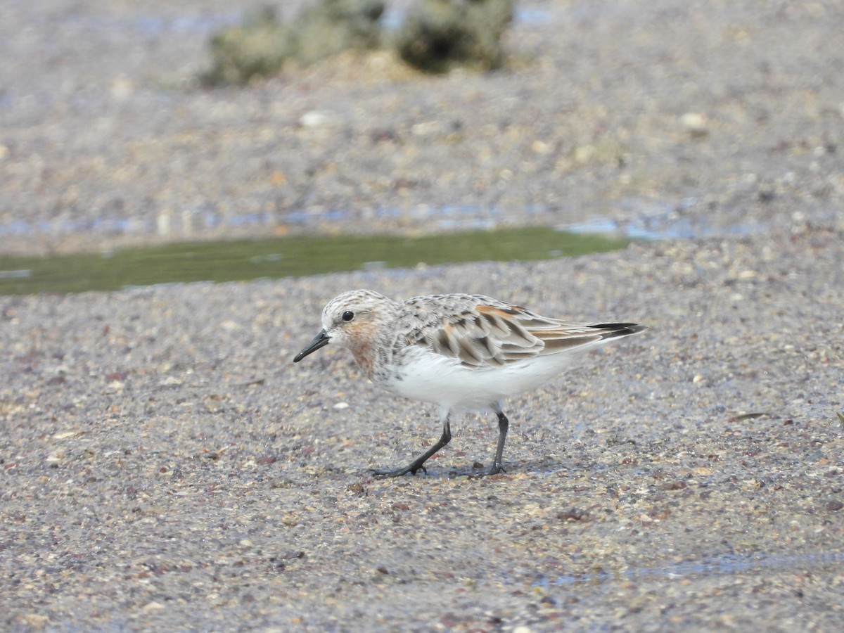 Red-necked Stint - Patrick Reed