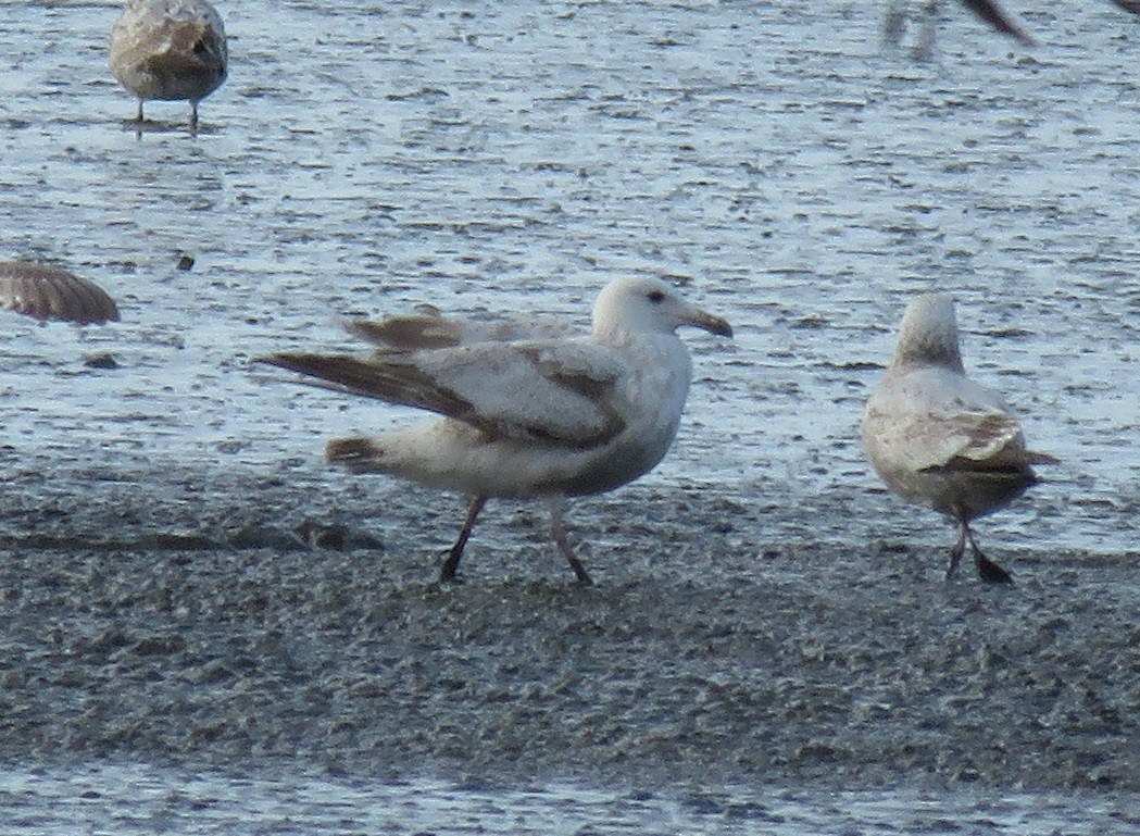 Herring Gull (Vega) - Noah Arthur