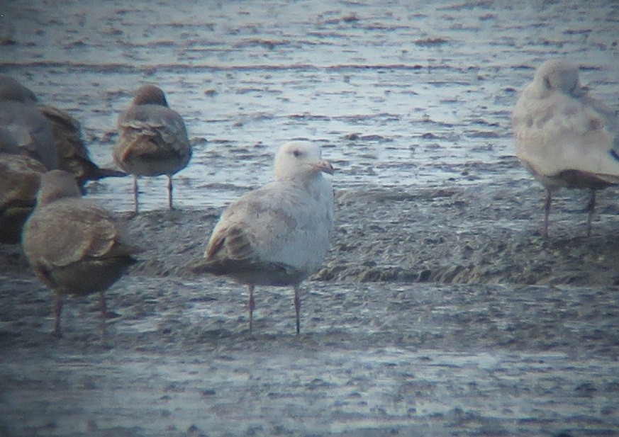 Herring Gull (Vega) - Noah Arthur