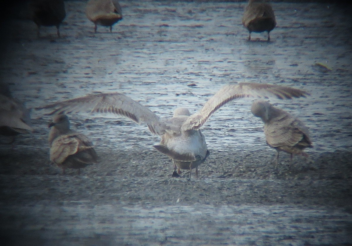 Herring Gull (Vega) - Noah Arthur