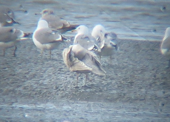 Iceland Gull (kumlieni) - ML616196973