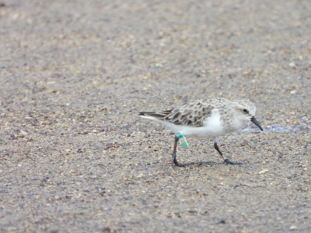 Red-necked Stint - Patrick Reed