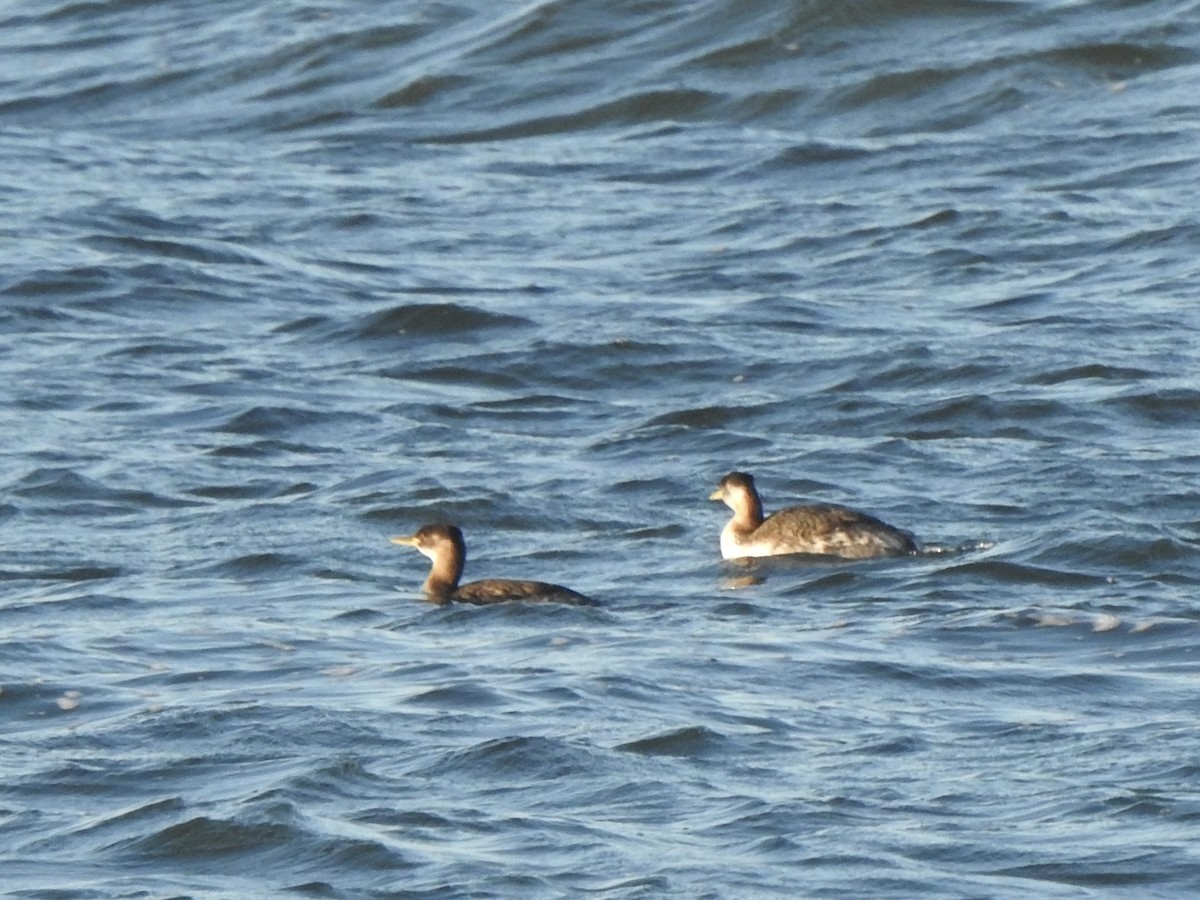 Red-necked Grebe - Alex Henry