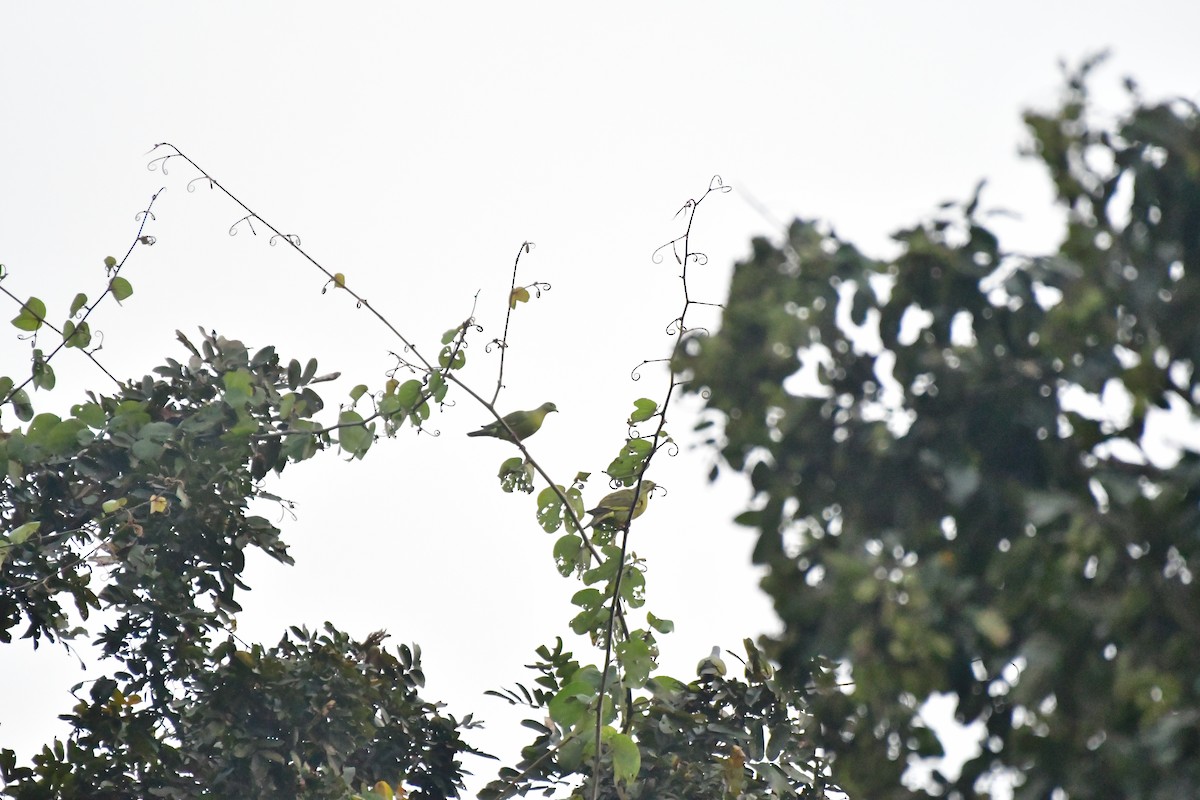 Orange-breasted Green-Pigeon - ML616196984