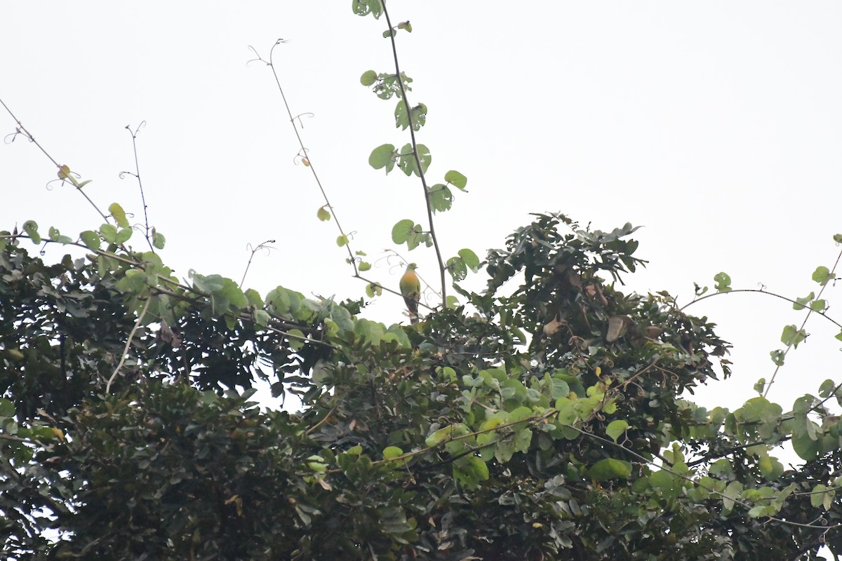 Orange-breasted Green-Pigeon - ML616196985