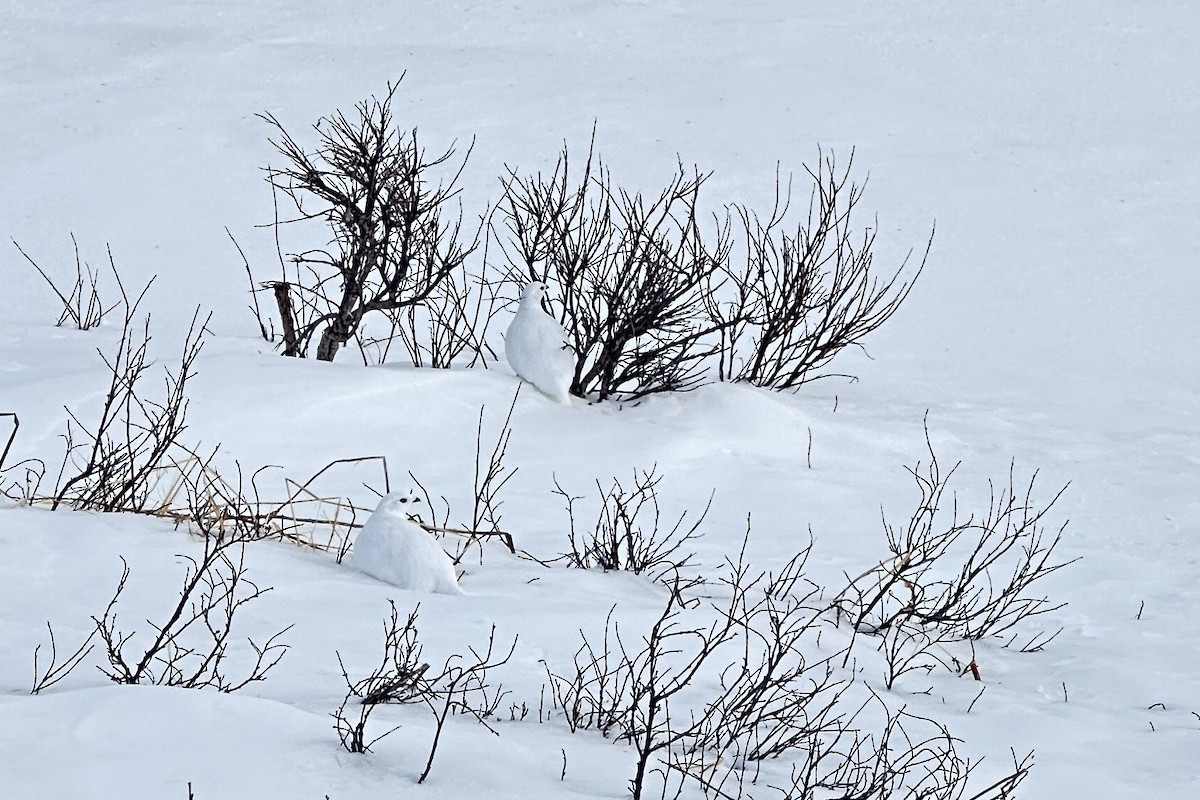 White-tailed Ptarmigan - ML616196988