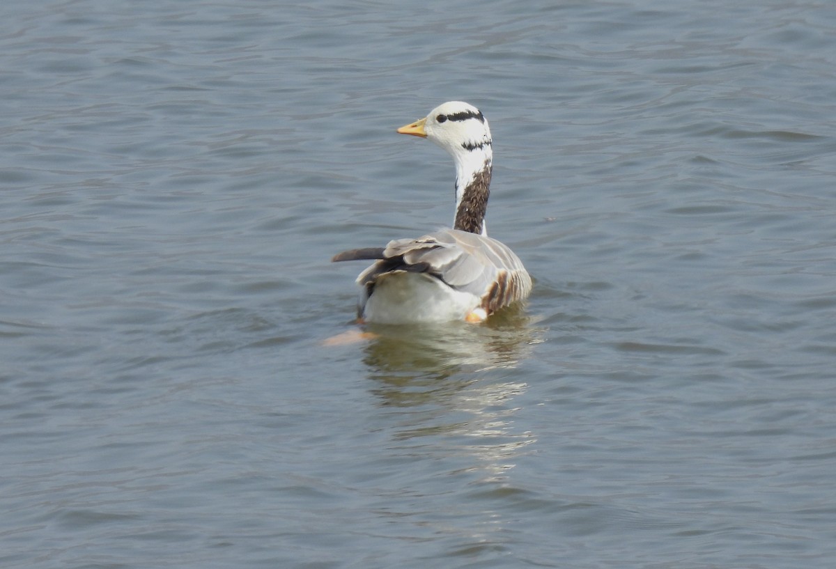 Bar-headed Goose - ML616196990