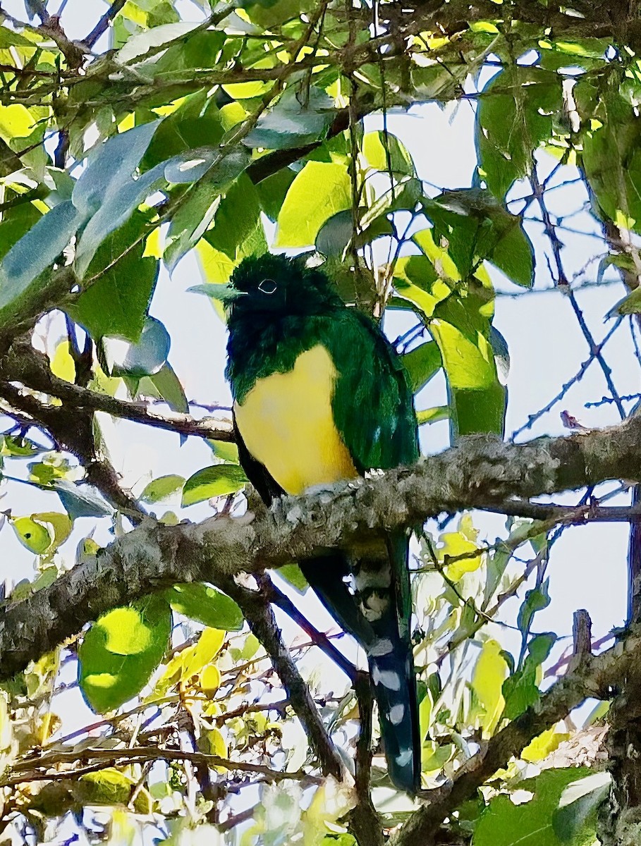 African Emerald Cuckoo - ML616197029