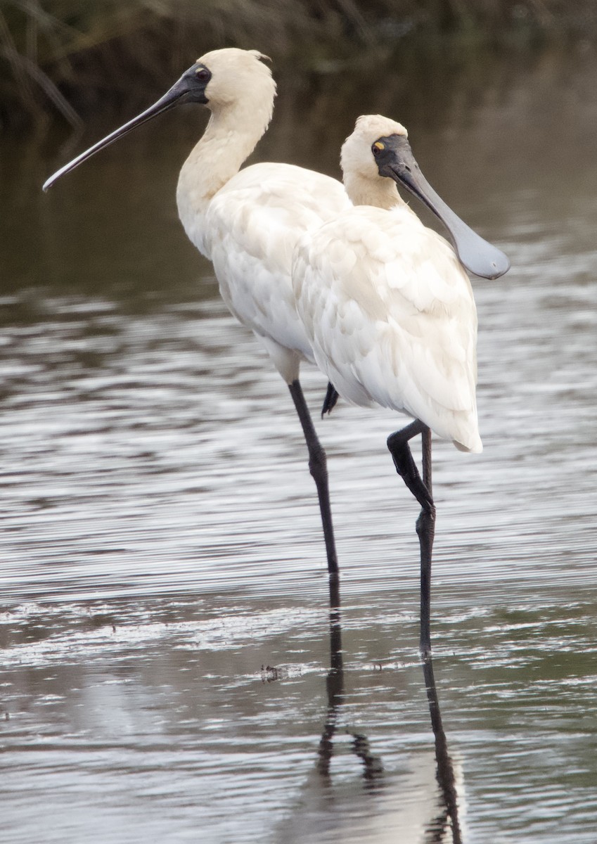 Royal Spoonbill - ML616197030