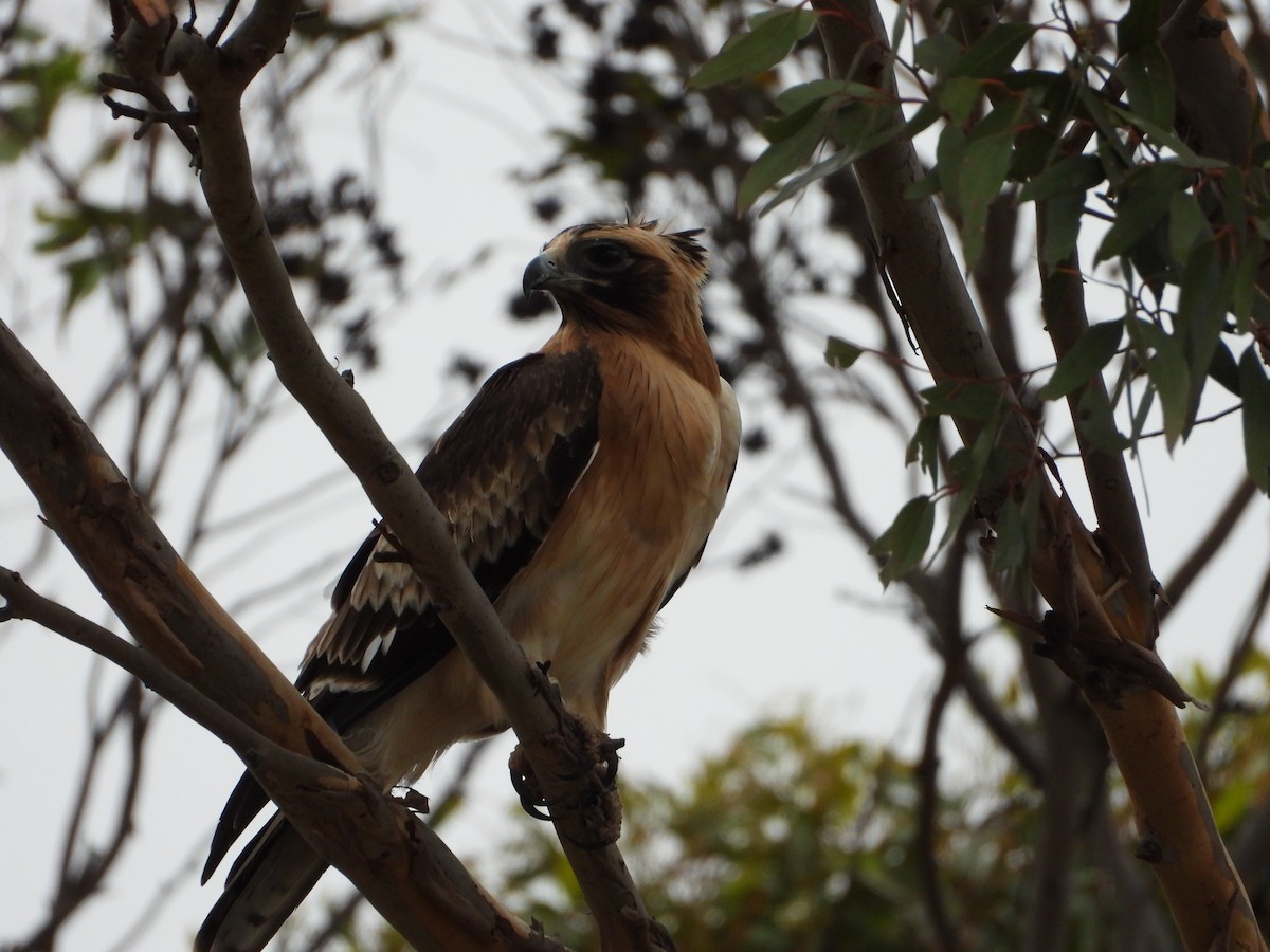 Kaninchenadler - ML616197048