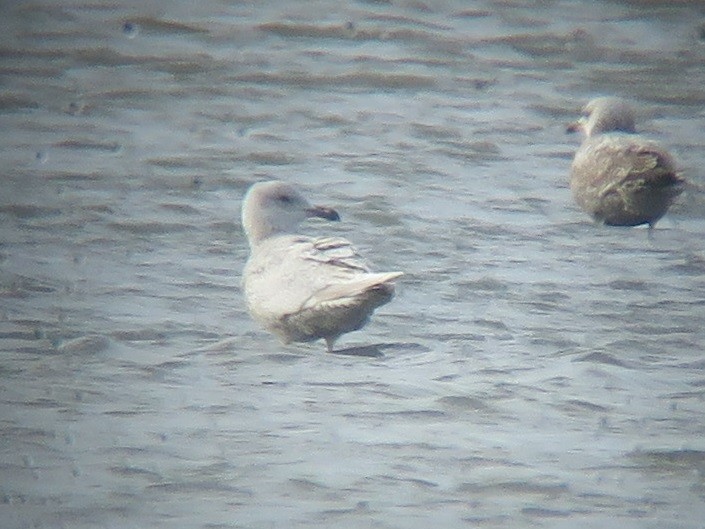 Gaviota Groenlandesa (thayeri/kumlieni) - ML616197073