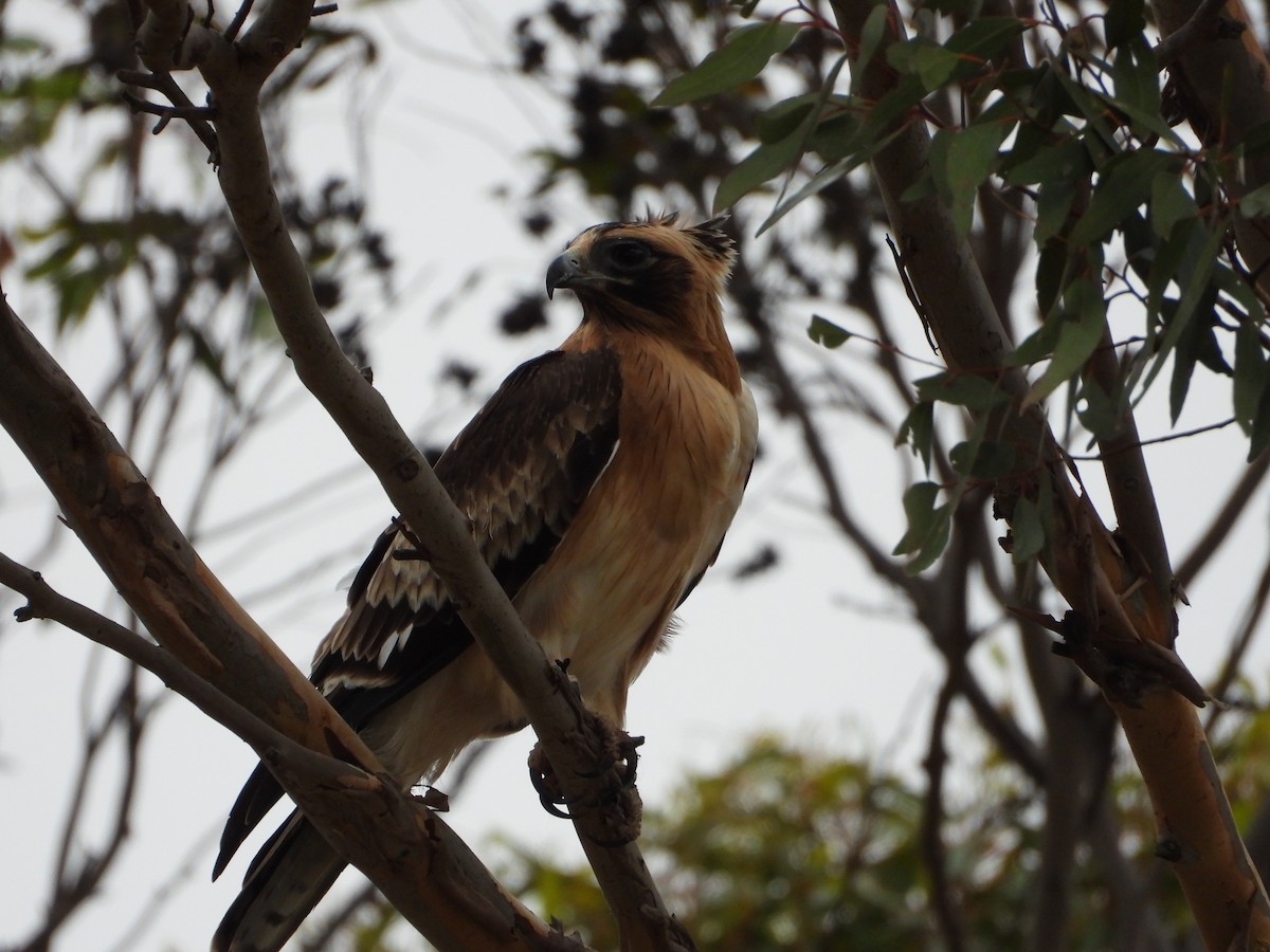 Kaninchenadler - ML616197076