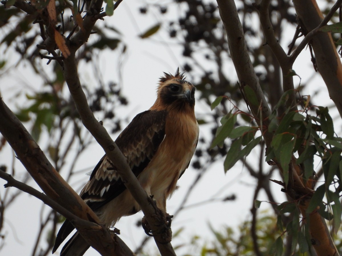 Little Eagle - ML616197082