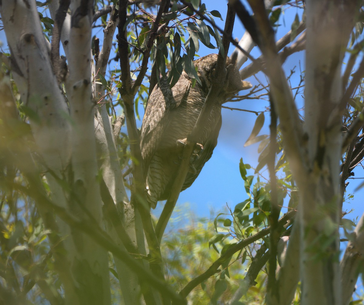 Great Horned Owl - ML616197109