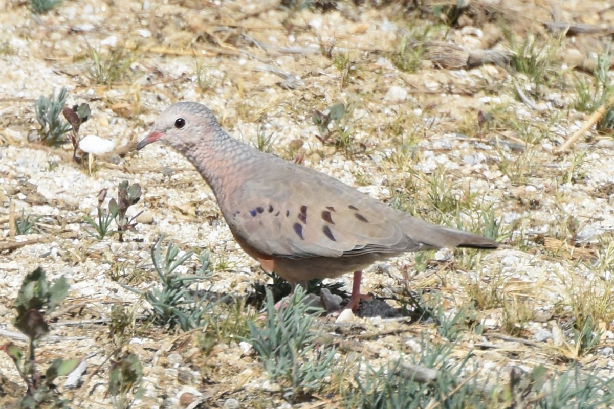 Common Ground Dove - ML616197116