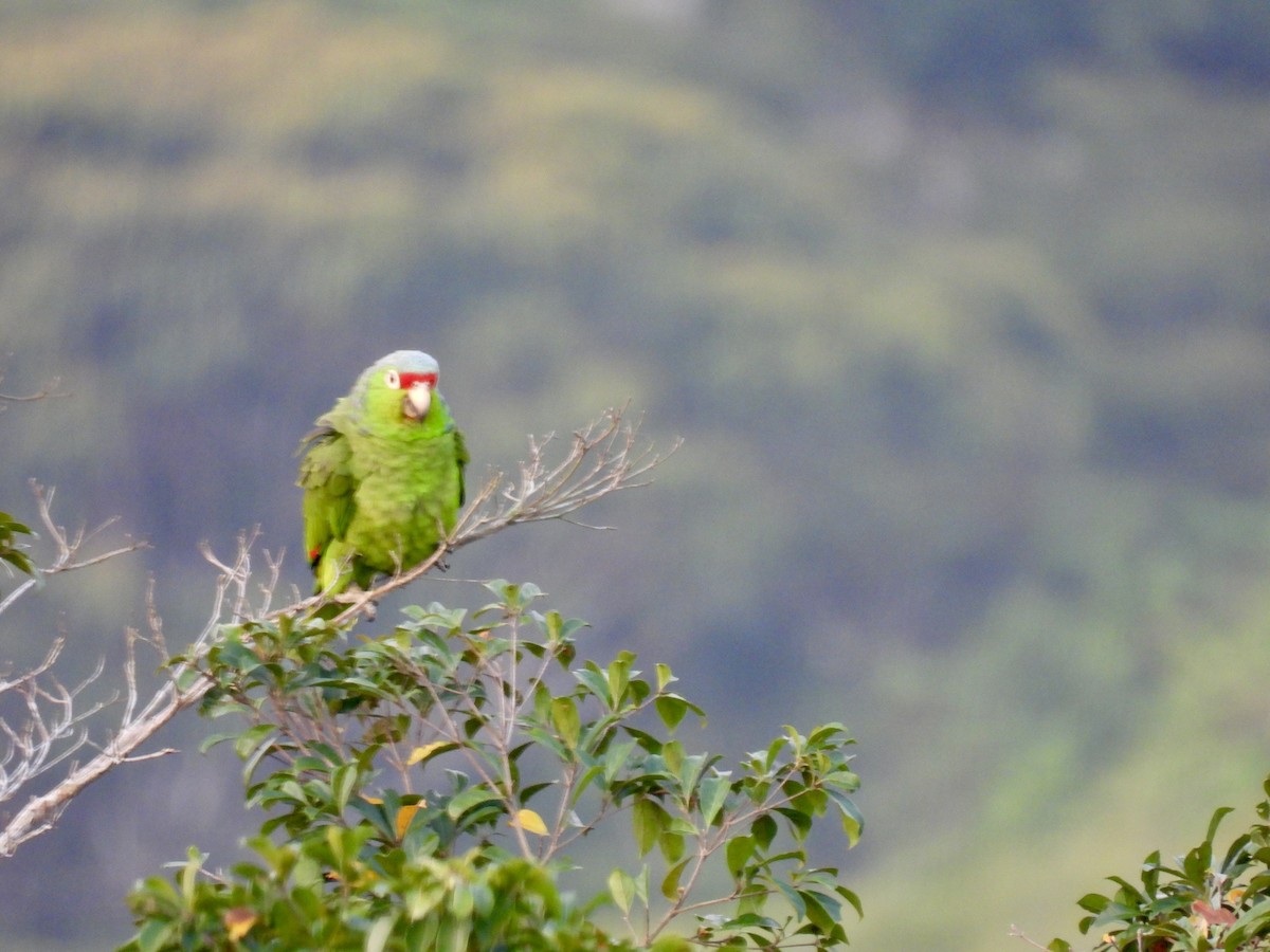 Red-lored Parrot - ML616197120