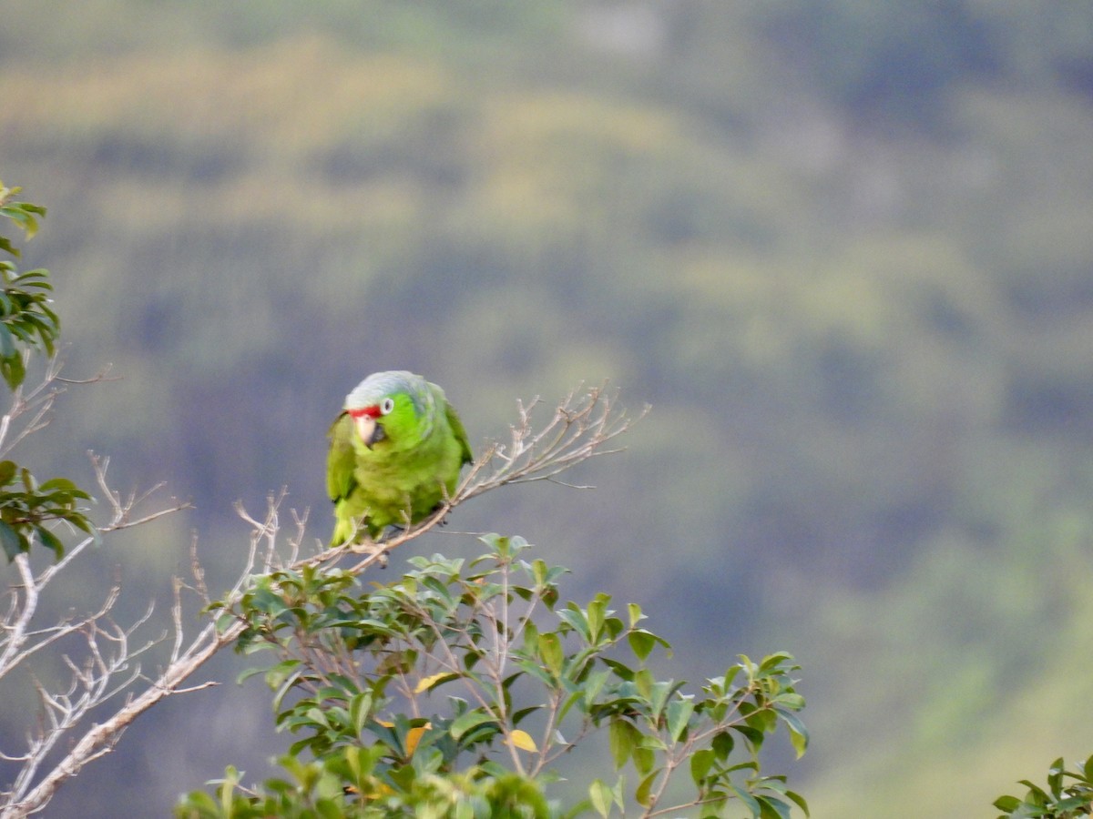 Red-lored Parrot - ML616197121