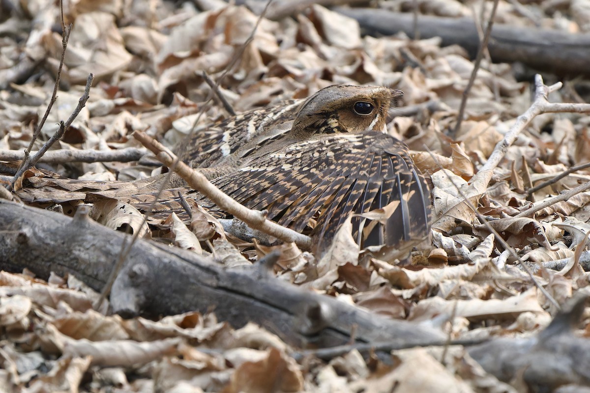 Large-tailed Nightjar - Sam Hambly