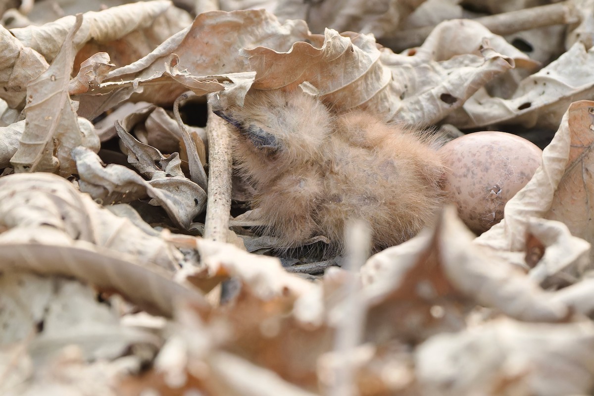 Large-tailed Nightjar - Sam Hambly