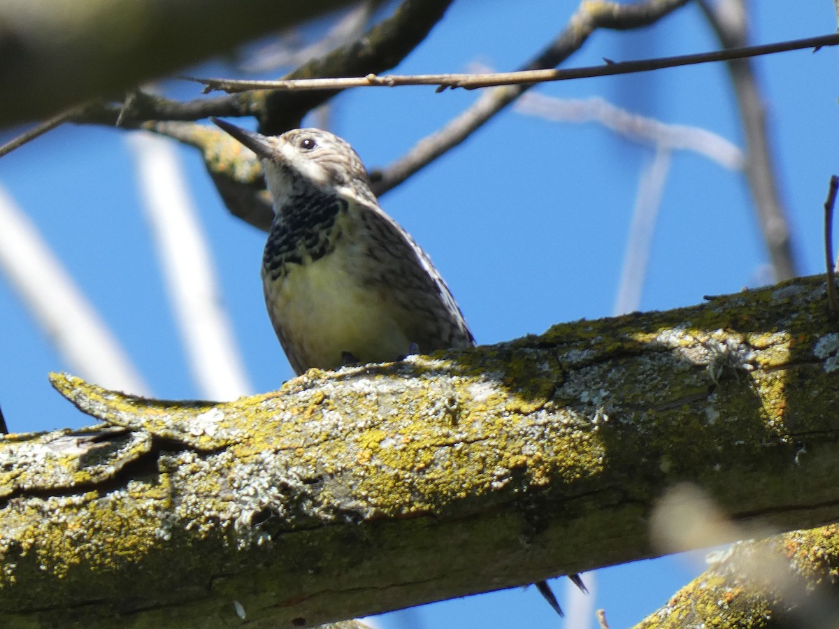 Yellow-bellied Sapsucker - ML616197189