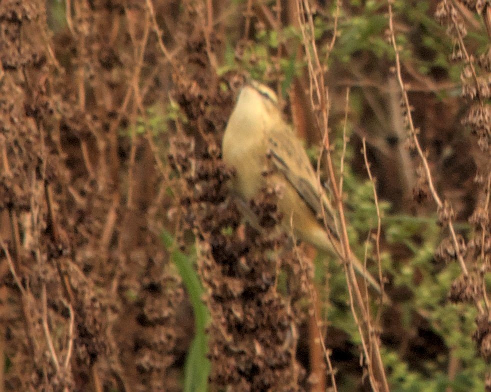 Sedge Warbler - ML616197229