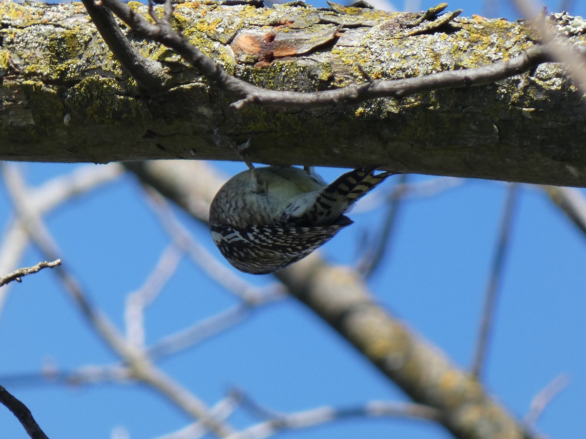 Yellow-bellied Sapsucker - ML616197250