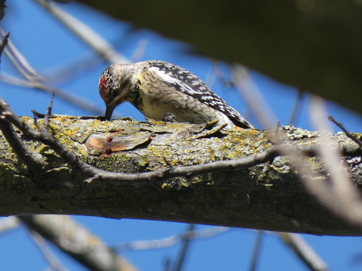 Yellow-bellied Sapsucker - ML616197252