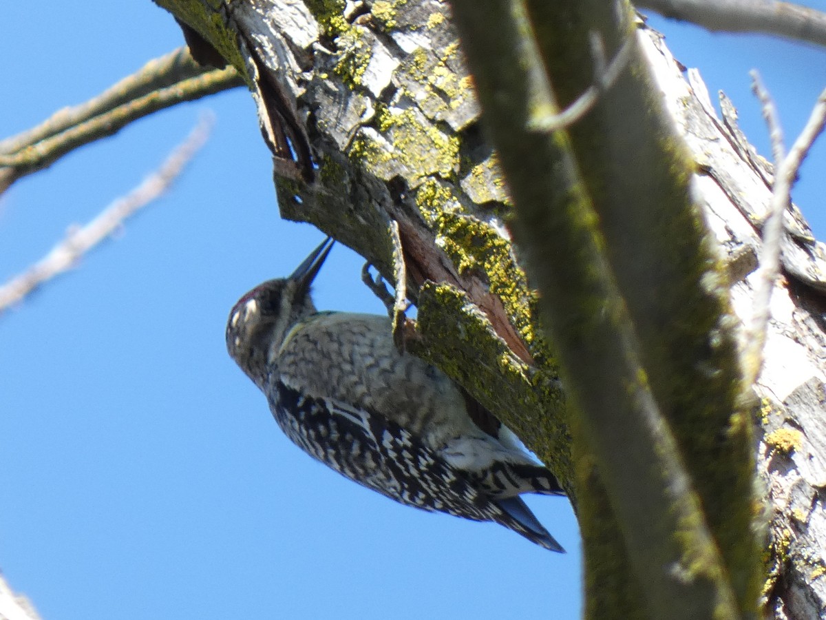 Yellow-bellied Sapsucker - Joseph Atkinson